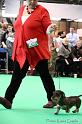 Crufts2011_2 875